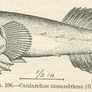 Image of Common cling-fish