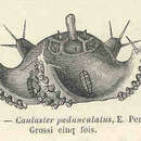 Imagem de Porcellanaster ceruleus Wyville Thomson 1878