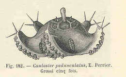 Imagem de Porcellanasteridae Sladen 1883