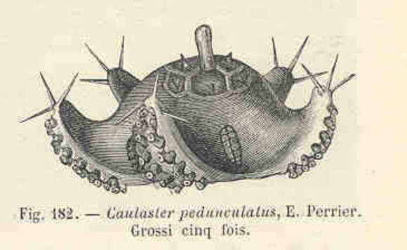 Porcellanasteridae Sladen 1883的圖片