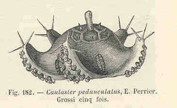 Imagem de Porcellanasteridae Sladen 1883