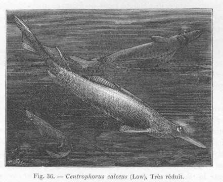 Image of gulper shark