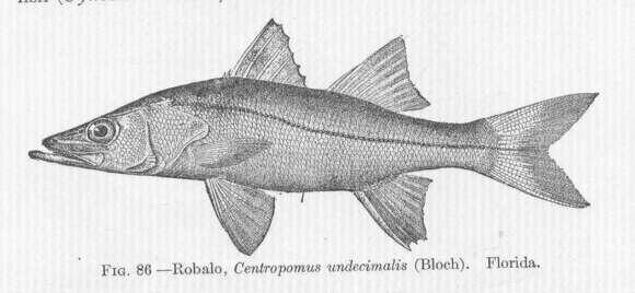 Image of Centropomus