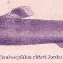 Image of Whitefin Dogfish