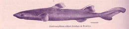 Image of Centroscyllium