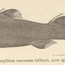 Image of Black Shark