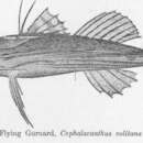 Слика од Dactylopterus volitans (Linnaeus 1758)