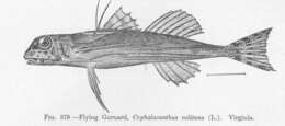 Image of Dactylopterus