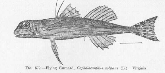 Image of Dactylopterus