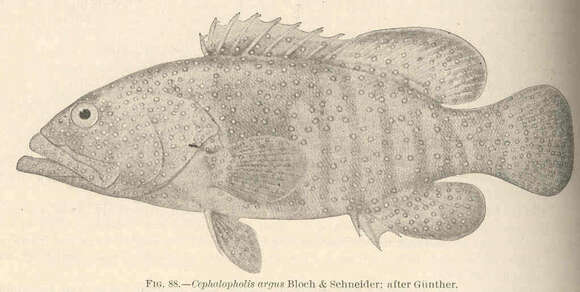 Image of grouper