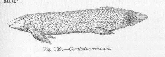 Image de Neoceratodontidae