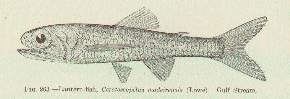 Image of Ceratoscopelus