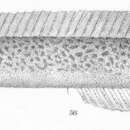 Image of Spotted worm goby