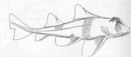 Image of Heterodontiformes