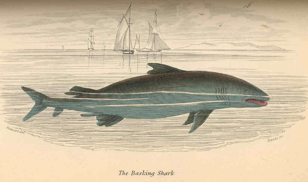 Image of basking sharks