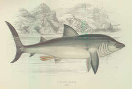 Image of Cetorhinus
