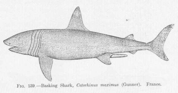 Image of Cetorhinus