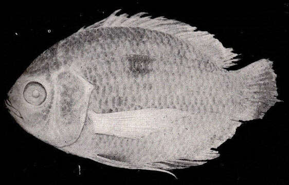 Image of Chaetobranchopsis