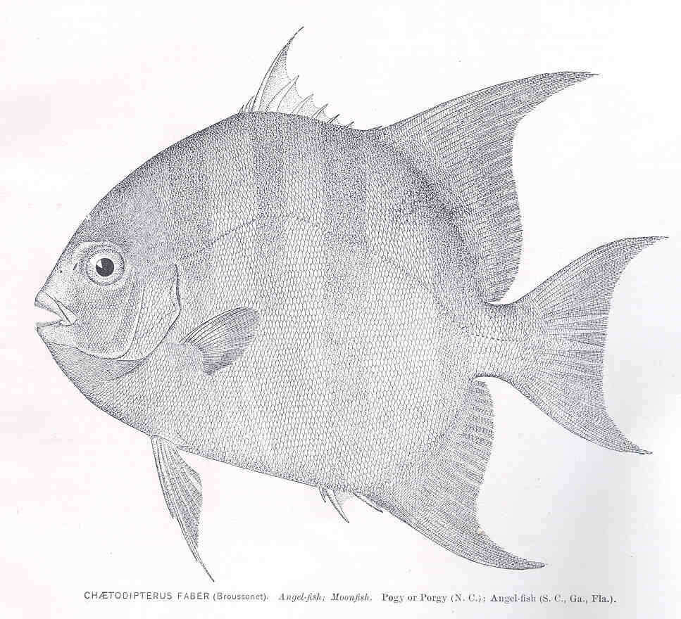 Image of Chaetodipterus