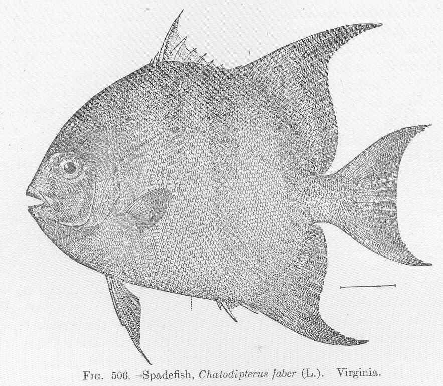 Image de Chaetodipterus