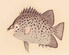 Image of Chaetodontidae