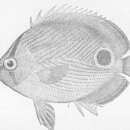 صورة Chaetodon capistratus Linnaeus 1758