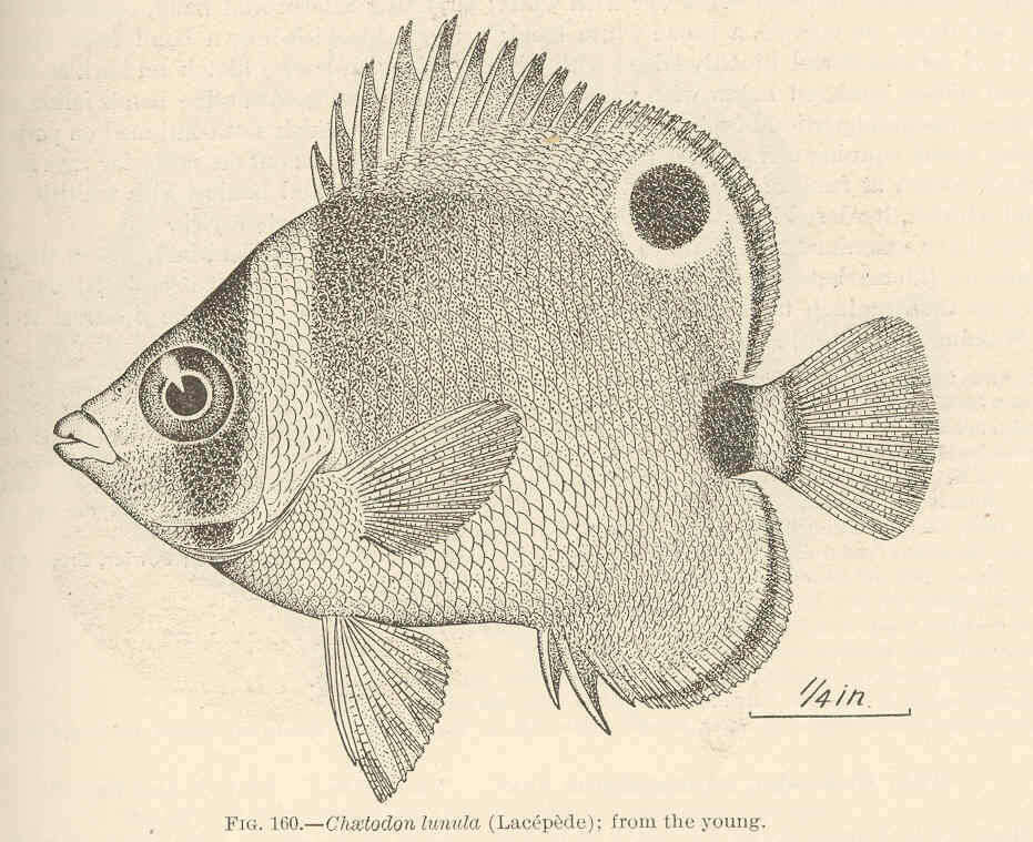 Imagem de Chaetodon lunula (Lacepède 1802)