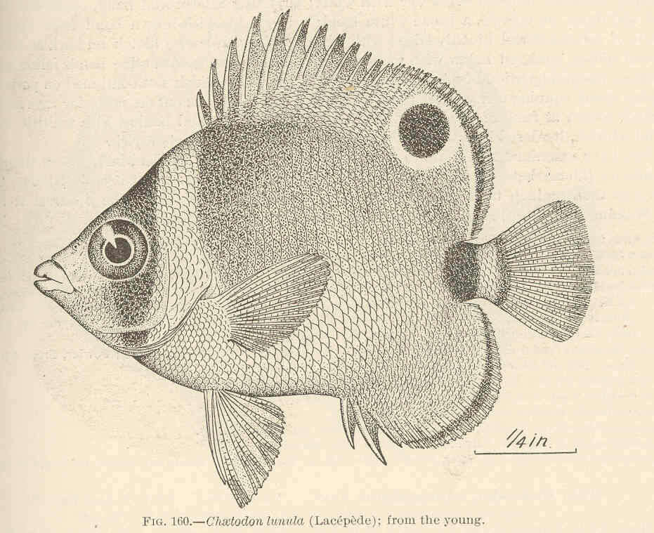 Image of Halfmoon Butterflyfish