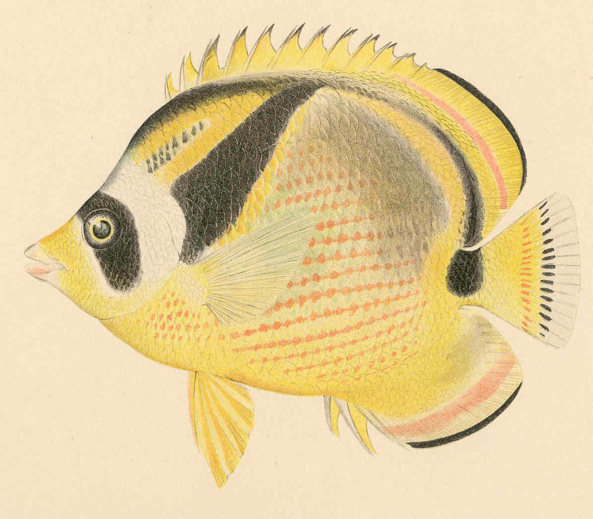 Imagem de Chaetodon lunula (Lacepède 1802)