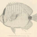 Plancia ëd Chaetodon miliaris Quoy & Gaimard 1825