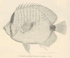 صورة Chaetodon miliaris Quoy & Gaimard 1825