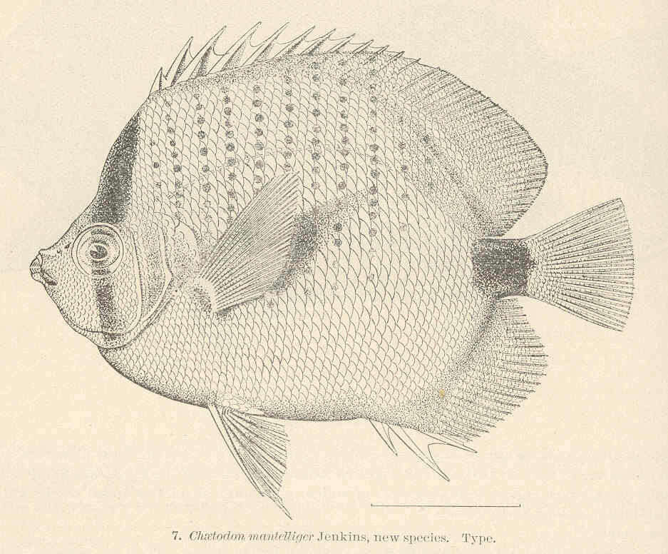 صورة Chaetodon miliaris Quoy & Gaimard 1825