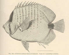 صورة Chaetodon miliaris Quoy & Gaimard 1825