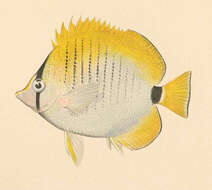 صورة Chaetodon miliaris Quoy & Gaimard 1825