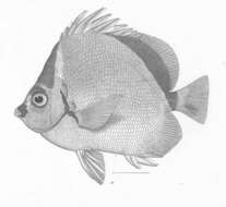 Image of Chaetodontidae