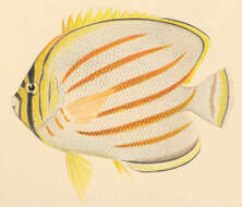 Image of Clown Butterflyfish