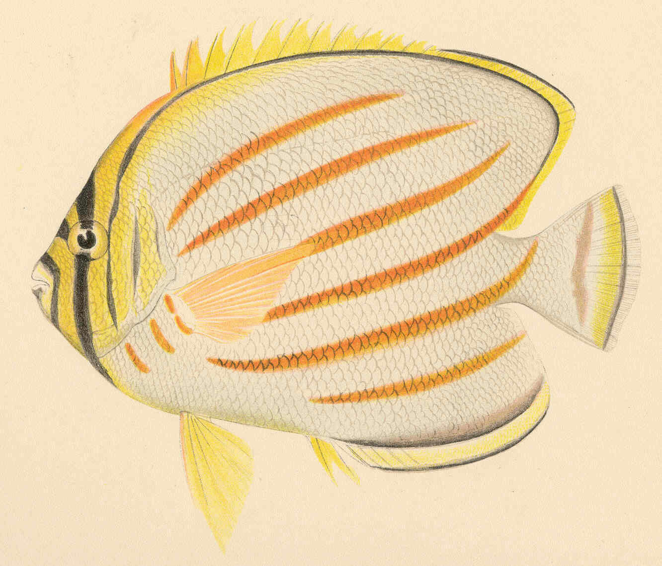 Image of Clown Butterflyfish