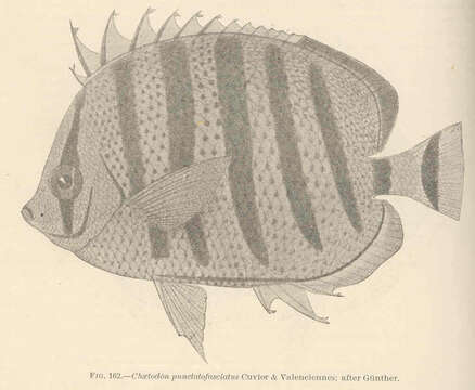 Image of Dot and dash Butterflyfish