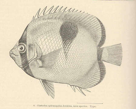 Image of Limespot Butterflyfish