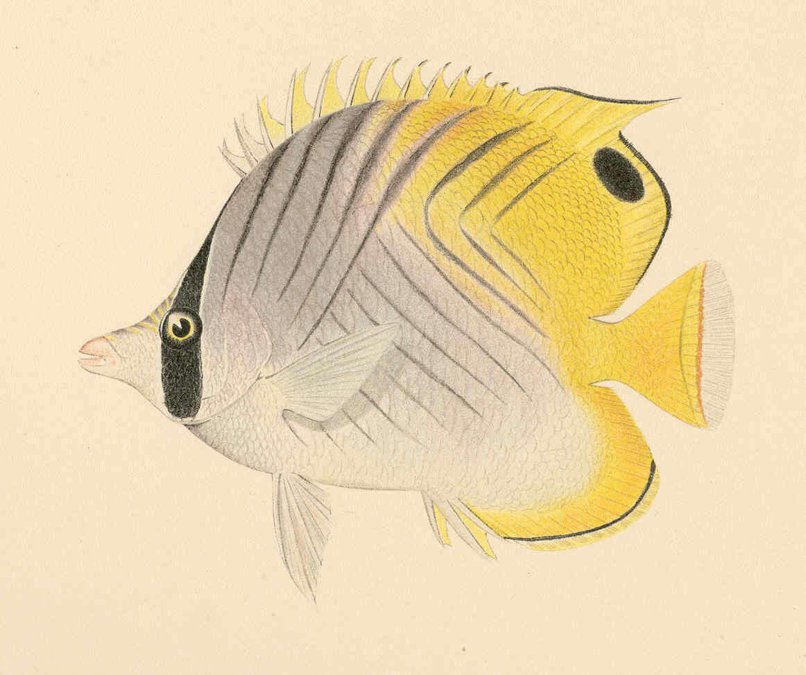 Image of butterflyfishes