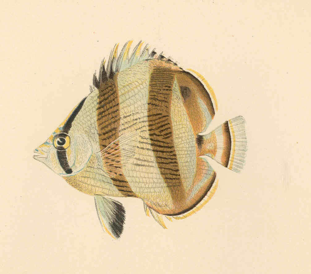 Image of Banded Butterflyfish