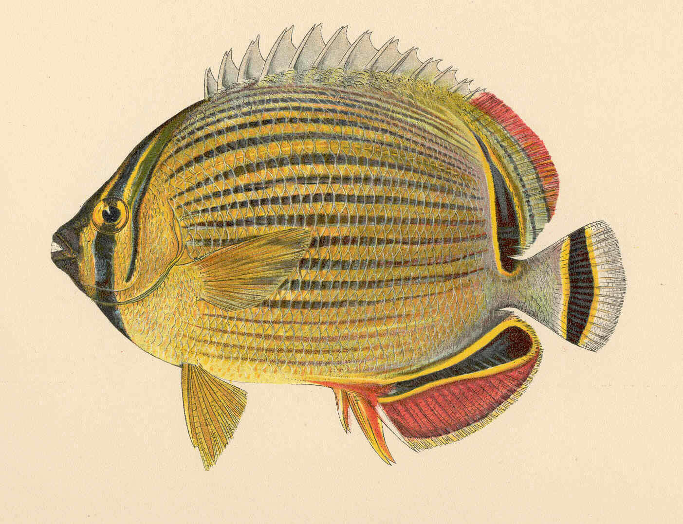 Image of butterflyfishes