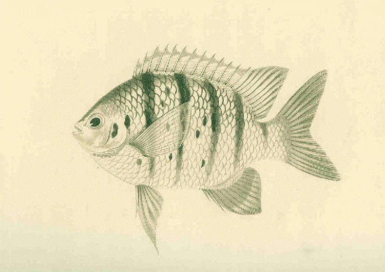 Image of Sergeant Fish