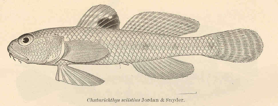 Image of Amblychaeturichthys