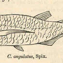 Image of <i>Triportheus angulatus</i> (Spix & Agassiz 1829)