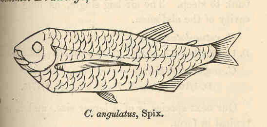 Image of Characiformes