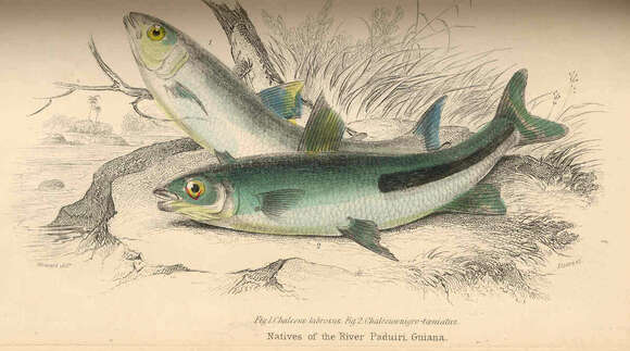 Image of Characiphysae