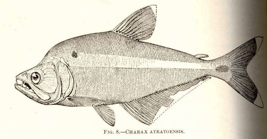 Image de Characidae