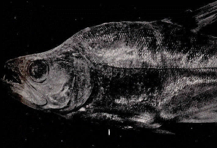 Image of tetras