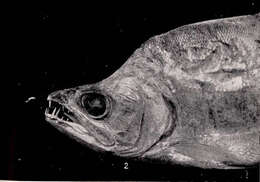 Image of tetras